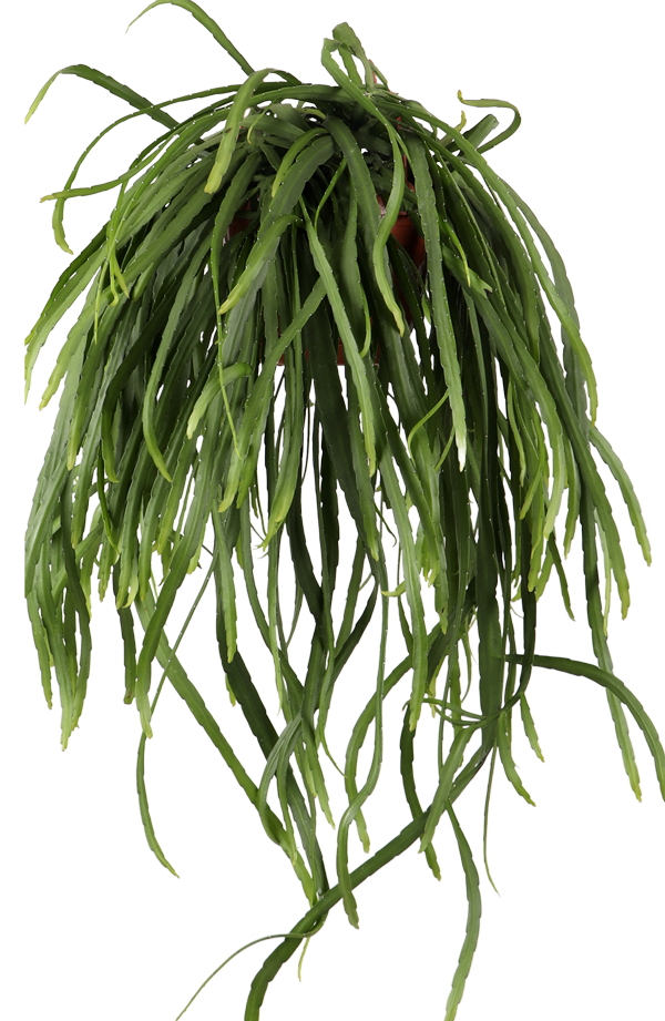 Lepismium bolivianum (Blattkaktus) (S)