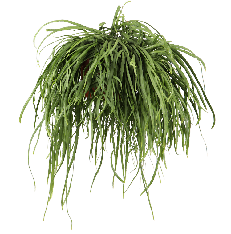 Lepismium bolivianum (Blattkaktus) (M)