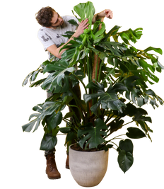 Monstera deliciosa (Fensterblatt) (XL)