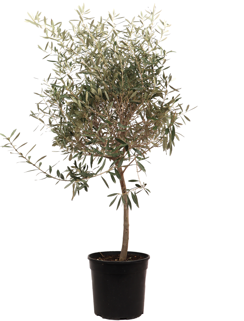 Olea europea (Olivenbaum) (XL)