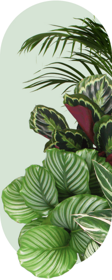 Grüne Geschenke sind die schönsten Geschenke.