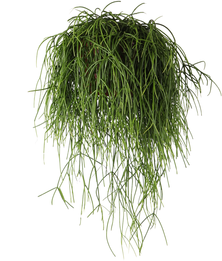 Rhipsalis baccifera (Korallenkaktus) (M)