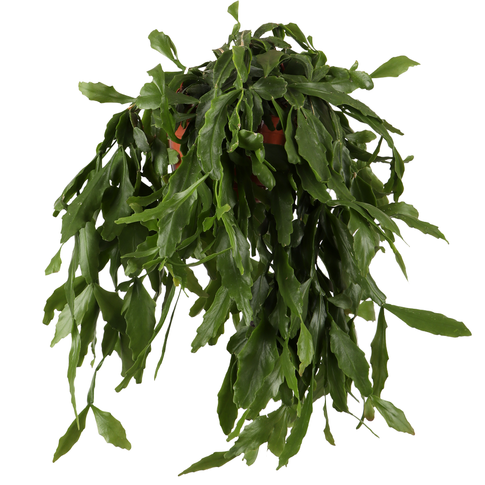 Rhipsalis crispata (Rutenkaktus) (S)