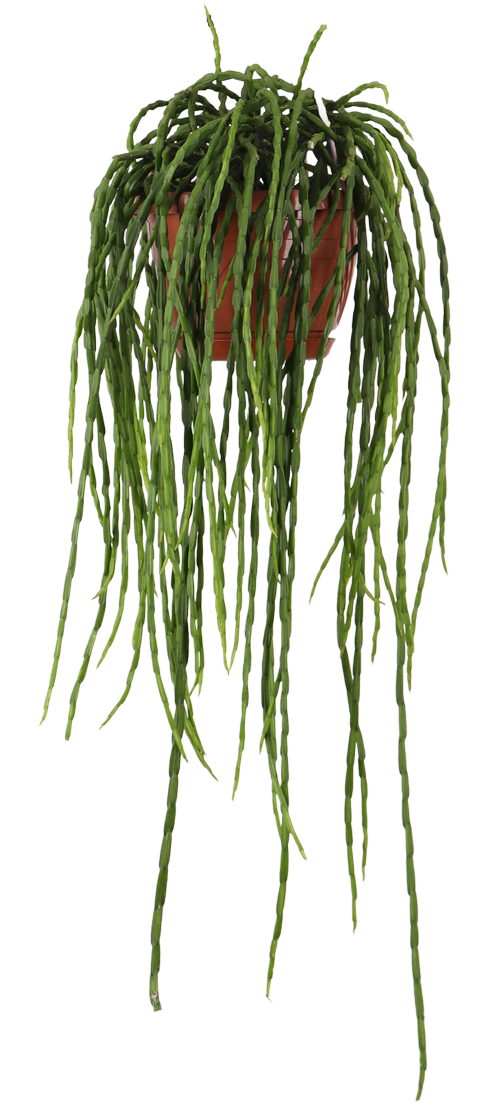Rhipsalis paradoxa (Korallenkaktus) (s)