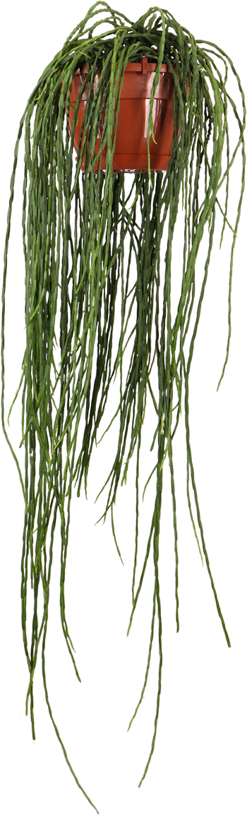 Rhipsalis paradoxa (Korallenkaktus) (M)