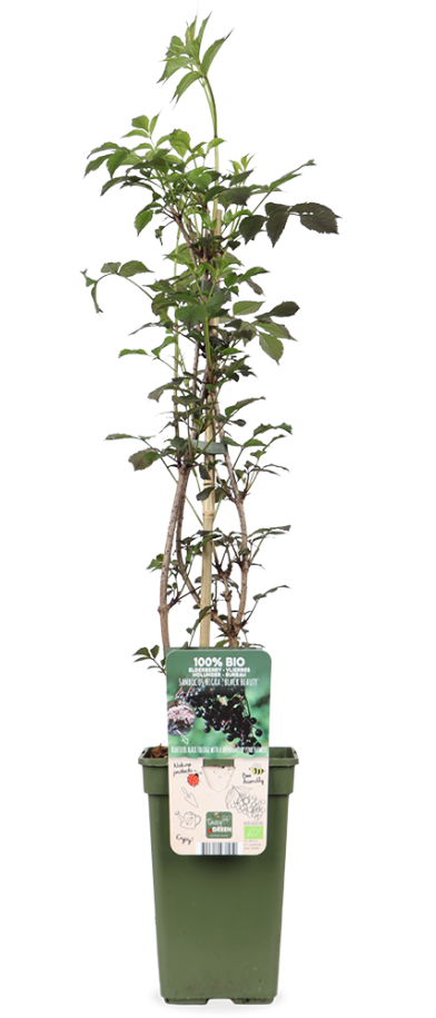 Sambucus nigra 'Black Beauty' (Schwarzer Holunder) (M)