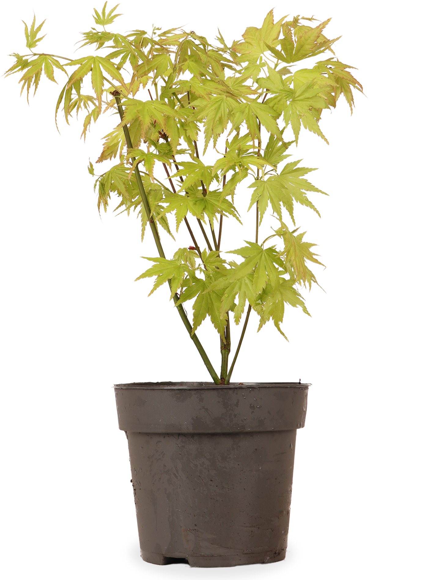 Acer palmatum (Japanischer Fächerahorn) (S)