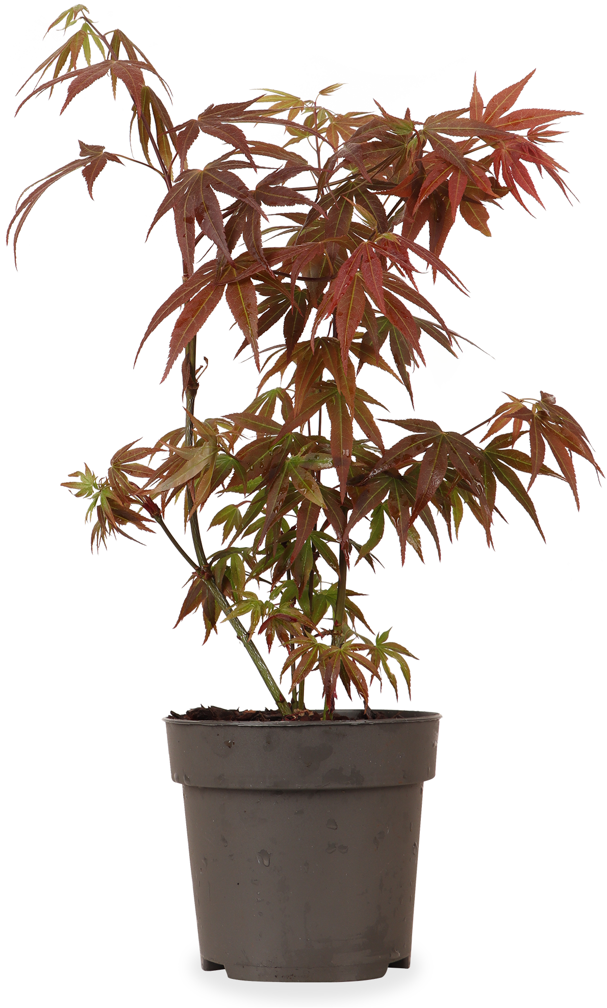 Acer palmatum (Japanischer Fächerahorn) (S)