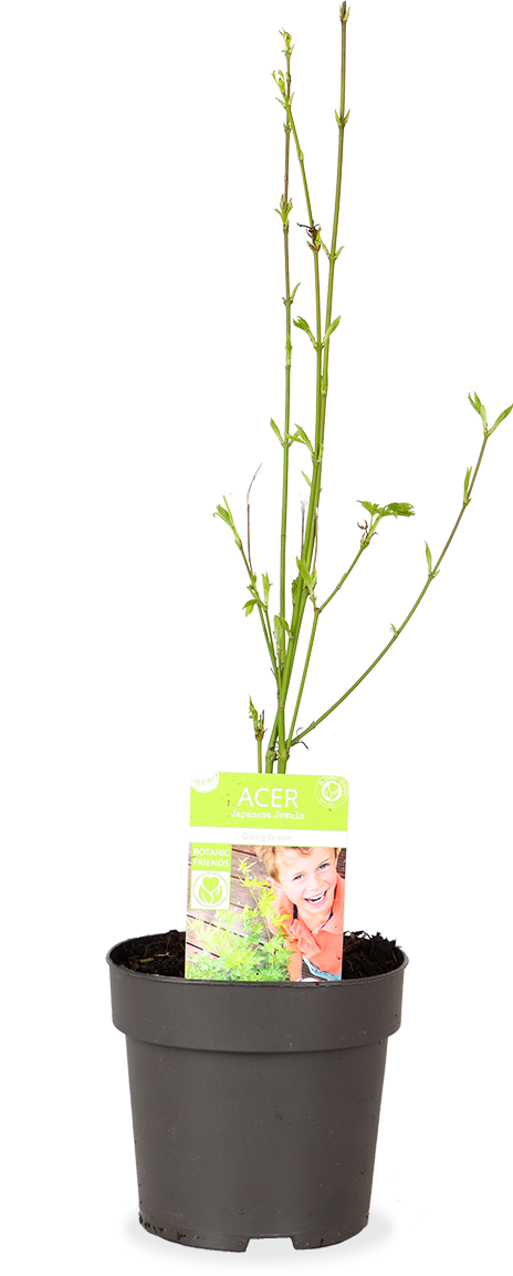 Acer palmatum (Japanischer Fächerahorn) (S)