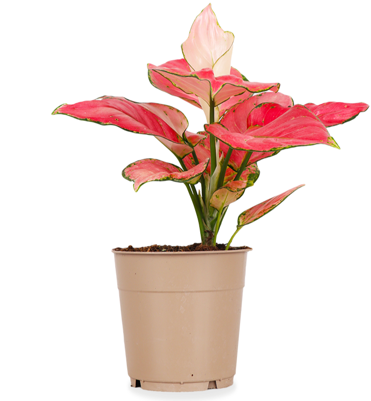 Aglaonema pink star (Kolbenfaden) (S)
