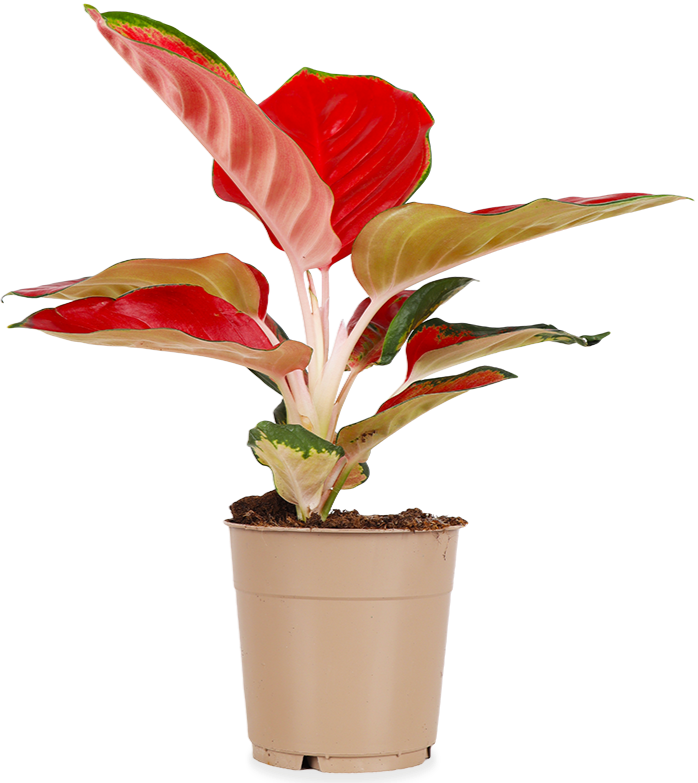 Aglaonema red star (Kolbenfaden) (S)