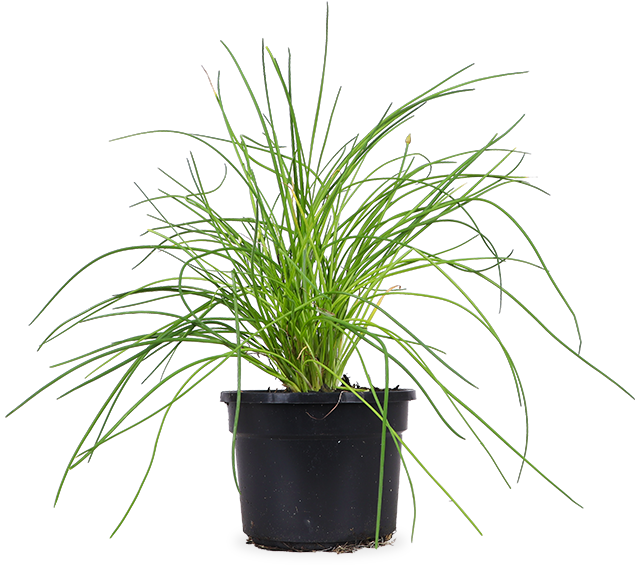 Schnittlauch (Allium schoenoprasum)