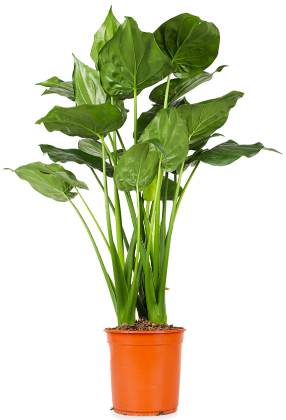 Alocasia cucullata (Elefantenohr) (L)
