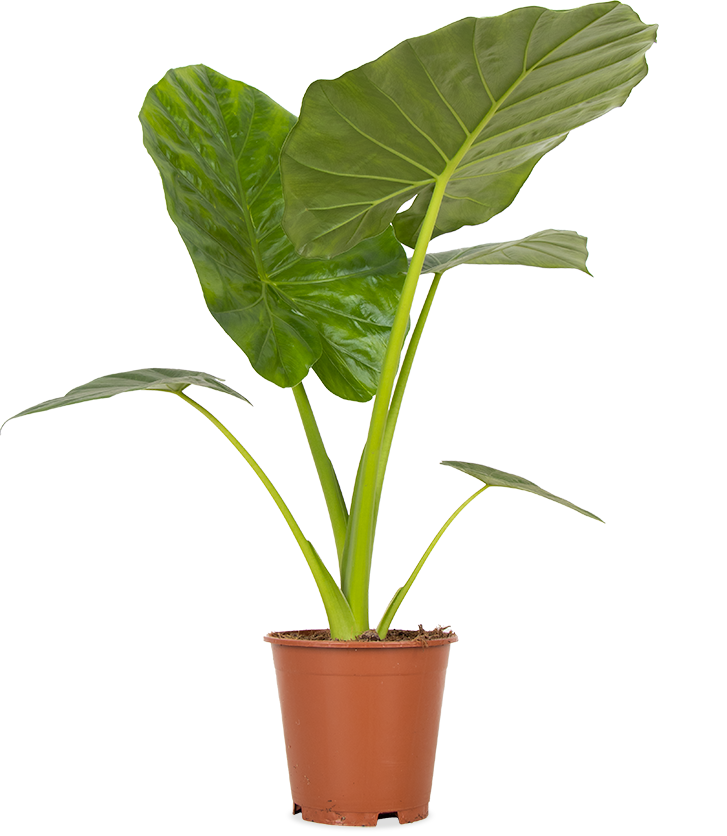 Alocasia macrorrhiza (Pfeilblatt)