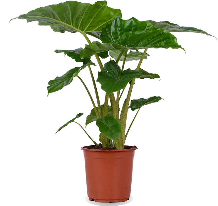 Alocasia portadora (Elefantenohr) (M)