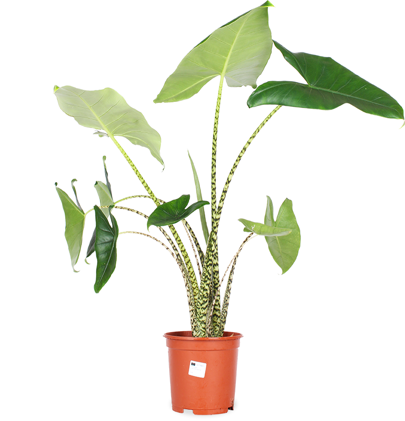 Alocasia zebrina (Elefantenohr) (L)