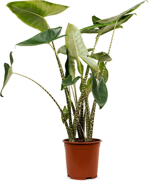 Alocasia zebrina (Elefantenohr) (L)