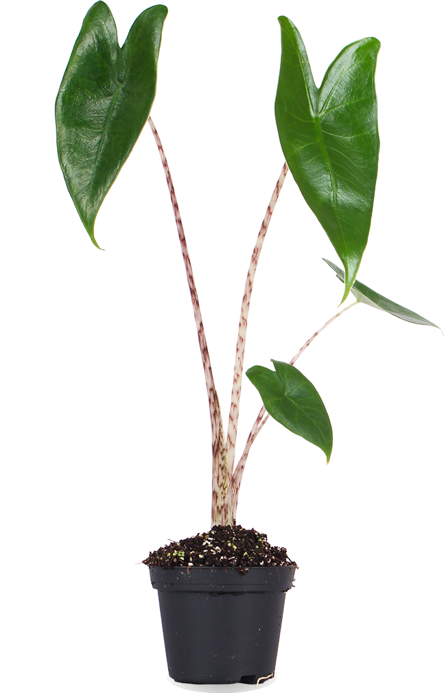 Alocasia zebrina (Elefantenohr) (XS)