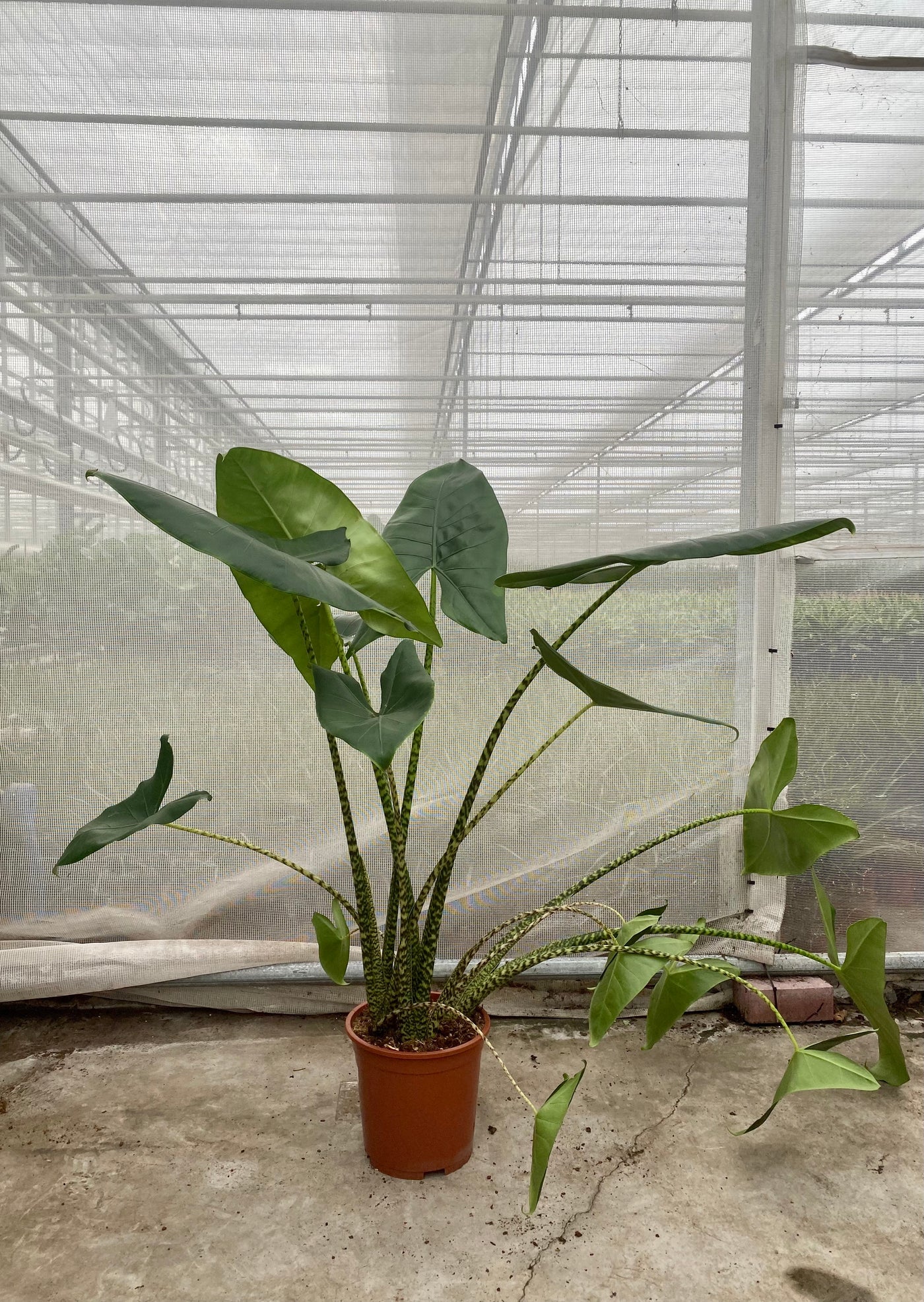 Alocasia zebrina (Groggy Zweige)