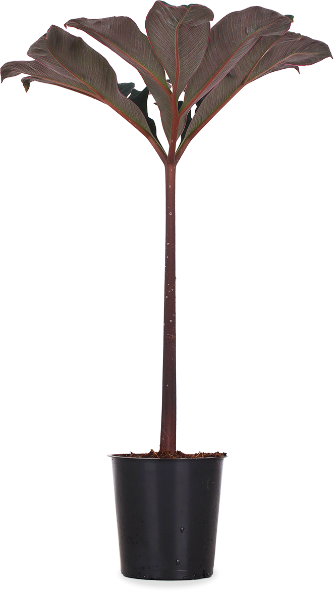 Amorphophallus atroviridis