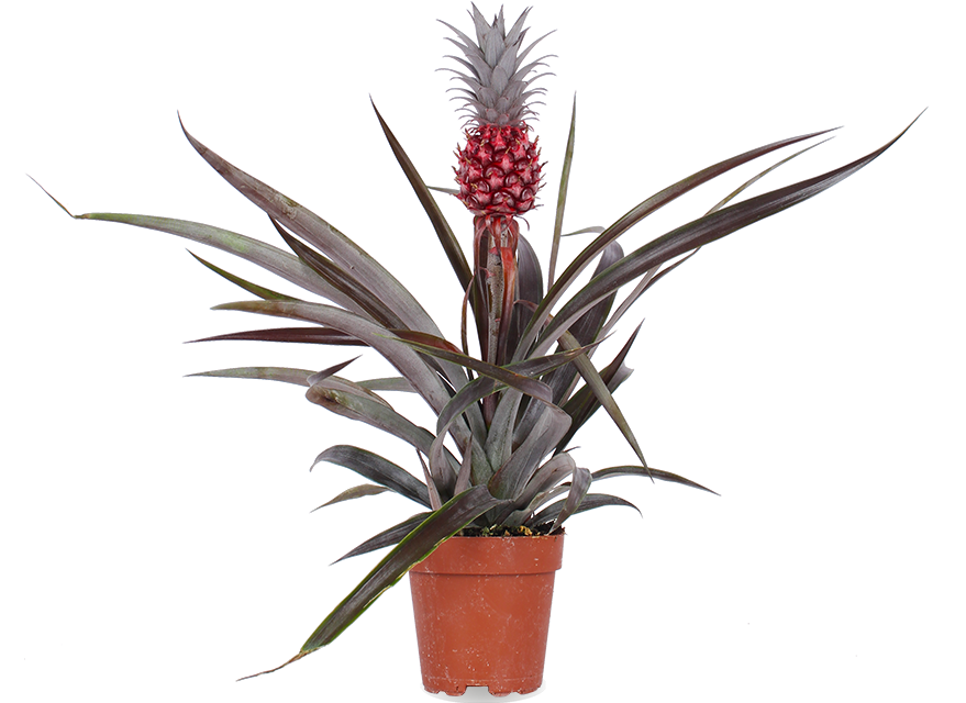 Ananas comosus "pacifico" (Ananaspflanze)