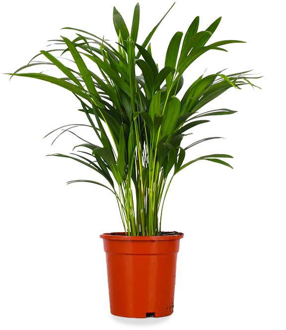 Areca Palme (Goldfruchtpalme) (M)