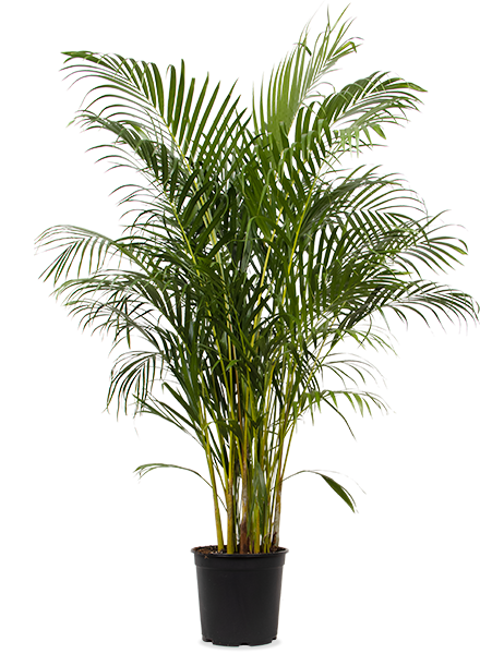 Areca Palme (Goldfruchtpalme) (XL)
