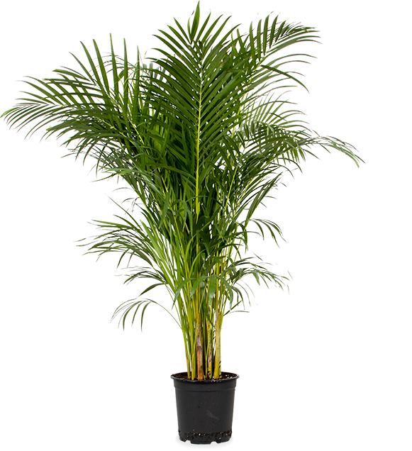 Areca Palme (Goldfruchtpalme) (XL)