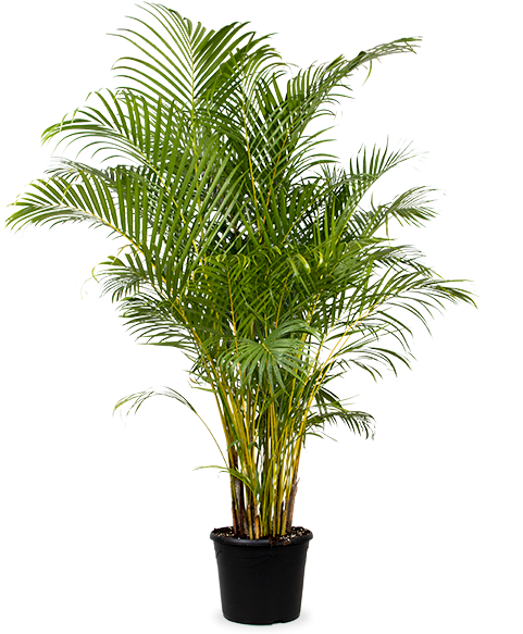 Areca Palme (Goldfruchtpalme) (XL)