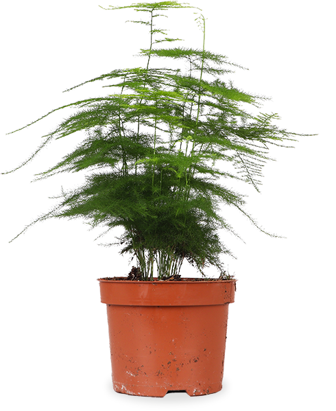 Asparagus plumosus (Zierspargel) (S)