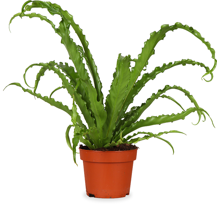 Asplenium Osaka (Nestfarn) (S)