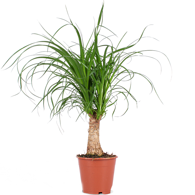 Beaucarnea (Elefantenfuß) (S)