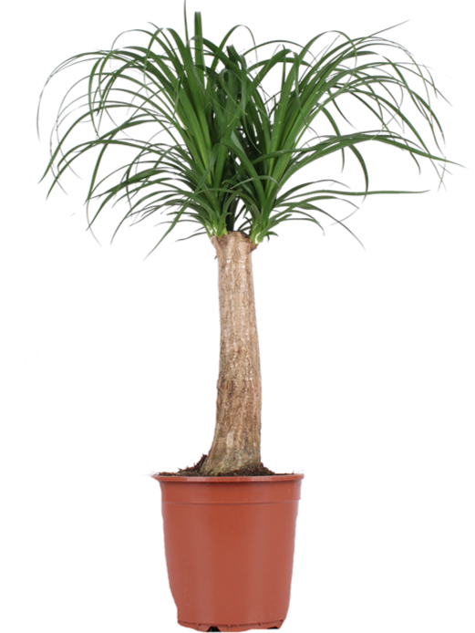 Beaucarnea (Elefantenfuß) (M)