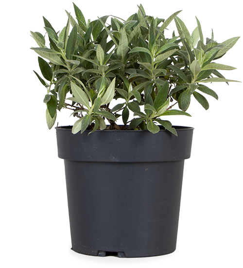 Buddleja davidii "Little Lila" (Schmetterlingsflieder) (S)