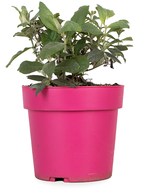 Buddleja davidii "Little Ruby" (Schmetterlingsflieder) (S)