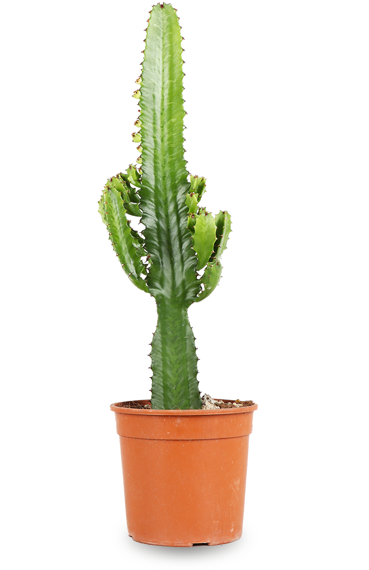 Euphorbia acruensis (Wolfsmilchkaktus) (M)