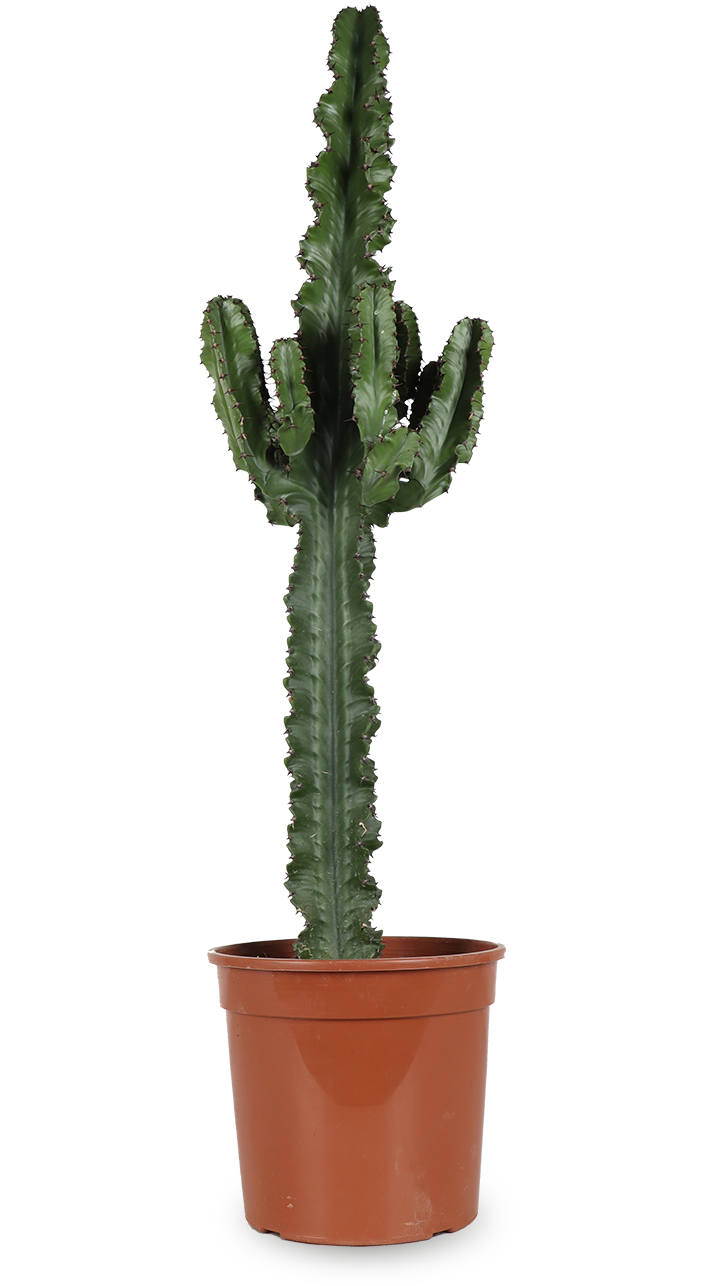 Euphorbia erytrea (Wolfsmilchkaktus) (L)