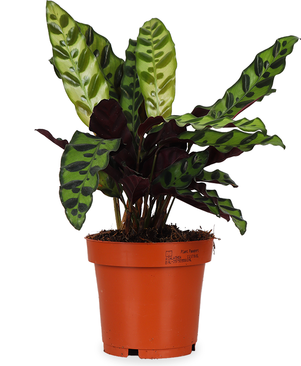 Calathea Insignis (Lancifolia) (S)