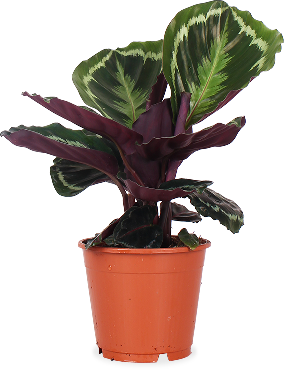 Calathea medallion (Korbmarante) (S)