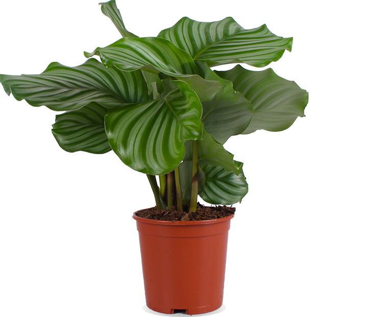 Calathea orbifolia (Korbmarante) (S)