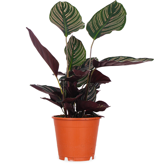 Calathea ornata (Korbmarante) (M)