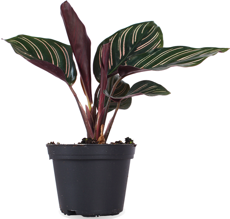 Calathea ornata (Korbmarante) (XS)