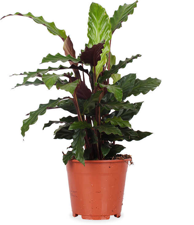 Calathea rufibarba (Korbmarante) (M)