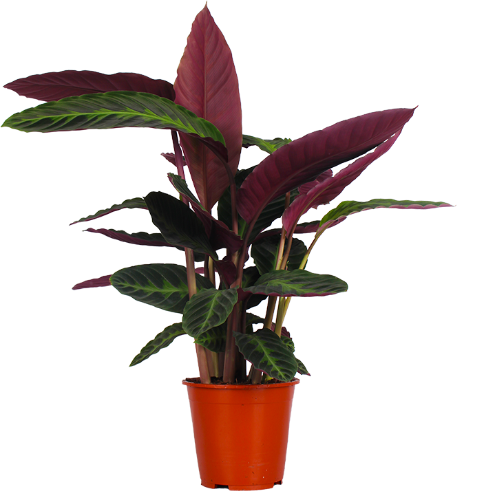 Calathea warscewiczii (Korbmarante) (M)