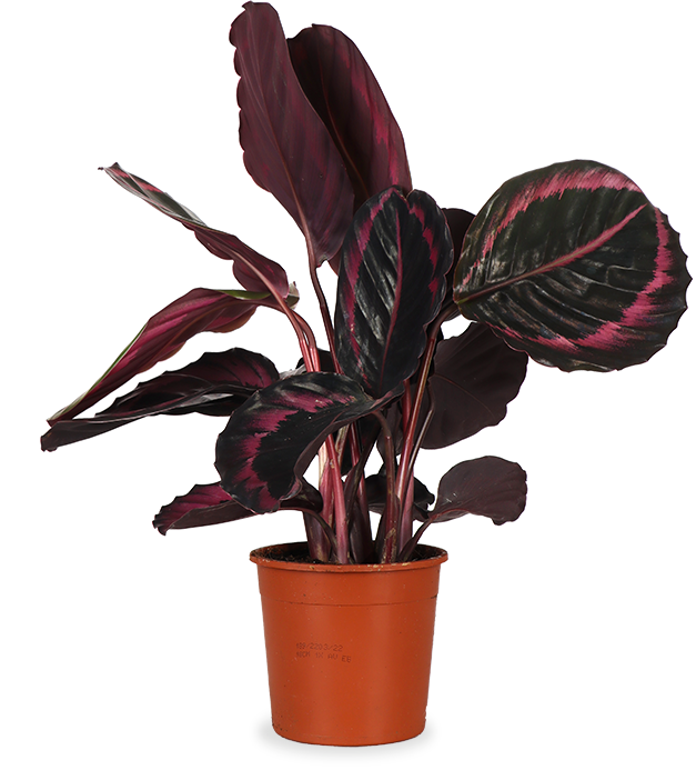 Calathea Surprisestar (Korbmarante)