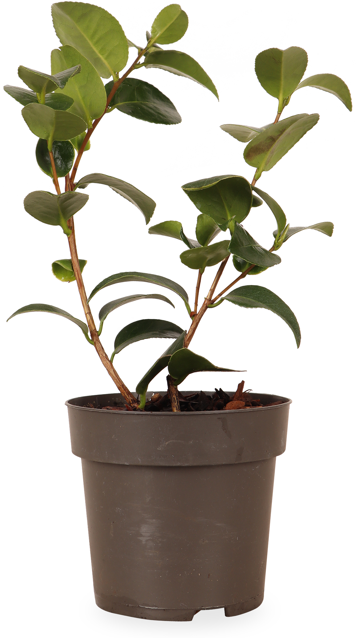 Camellia williamsii "volunteer" (Kamelie) (S)