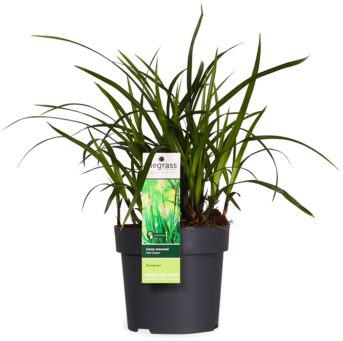 Carex morrowii "irish green" (Japan Segge) (S)