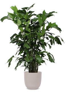 Caryota mitis (Fischschwanzpalme) (XL)