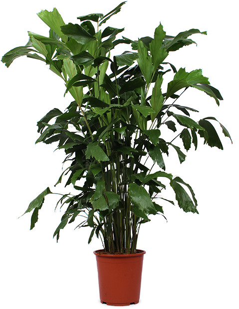 Caryota mitis (Fischschwanzpalme) (XL)