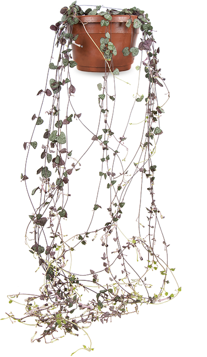 Ceropegia woodii (Leuchterblume)